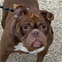 HEIDI, chienne à adopter