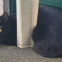 LANY, chatte à adopter