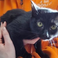 LILOU, chatte à adopter