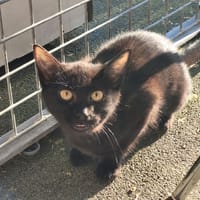 AYOU, chatte à adopter