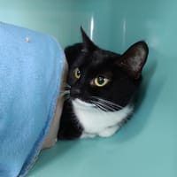 Tuxie, chatte à adopter