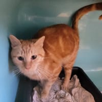 SUSHI, chatte à adopter