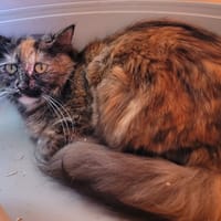 KAYA, chatte à adopter