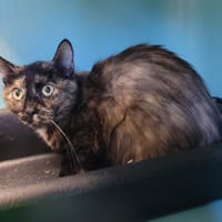 FELY, chatte à adopter