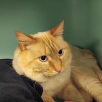 ARTIC PAB28392, chat à adopter