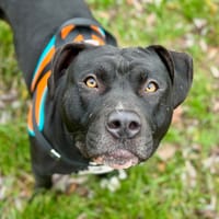 TIWA OAA19908, chienne à adopter