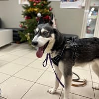 Roxy, chienne à adopter