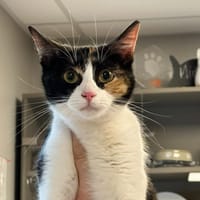 KIRI, chatte à adopter