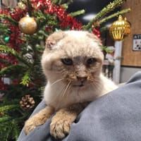 GARFIELD, chat à adopter