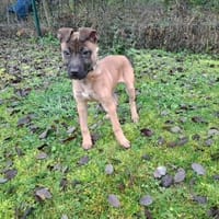 GREG, chien à adopter