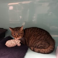 MERLIN, chat à adopter