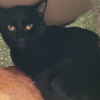 BAIA, chatte à adopter