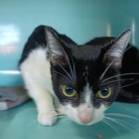 Yin, chatte à adopter