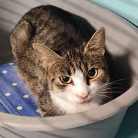 HOTMIX, chatte à adopter