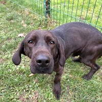 BOYCOT PAA24034, chien à adopter