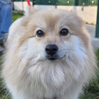 CRISTAL, chienne à adopter