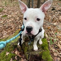 alvin paa24033, chien à adopter