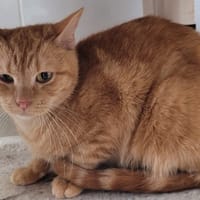 SUMMER, chatte à adopter