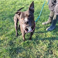 XENA, chienne à adopter