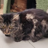 FAROU, chatte à adopter
