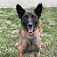 Naya CAA14500, chienne à adopter