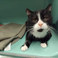 CUPCAKE PAB28367, chat à adopter