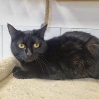 PANTHERE (en cours d'adoption), chatte à adopter