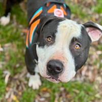 TYSON OAA19907, chien à adopter