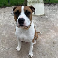 MOÏSE PAA24035, chien à adopter