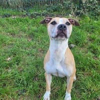 VANDA, chienne à adopter