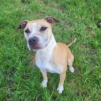 VANDA, chienne à adopter