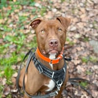 FLASH OAA19906, chien à adopter