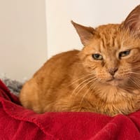 RONRON D'HIVER, chat à adopter