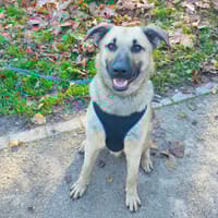 ALPHA, chien à adopter