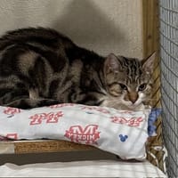 ARROW, chat à adopter