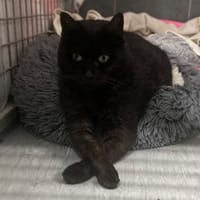 CELIA, chatte à adopter