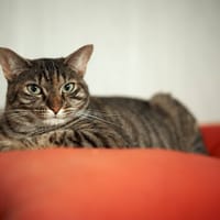 fenetra, chatte à adopter