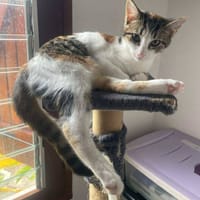 GANASHA, chatte à adopter