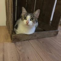 Okala, chatte à adopter