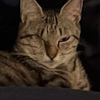 WILLA, chatte à adopter