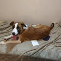 AMADEUS, chien à adopter