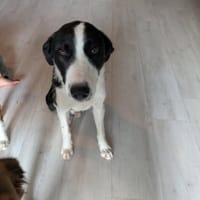 APOLLON, chien à adopter