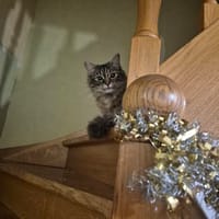 LARA, chatte à adopter