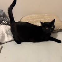 SLY, chat à adopter