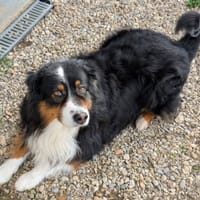 OSIRIS, chien à adopter