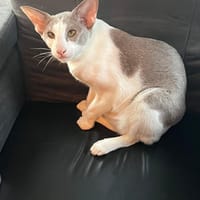 Eevee, poezen ter adoptie