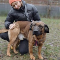 Bibi, pies do adopcji