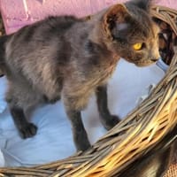 Junger, süßer Kater Tom, Kater zur Adoption