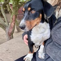 Liebenswerter Mogyo sucht euch, Hund zur Adoption