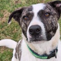 Schenkst du dem tollen Nuca dein Herz?, Hund zur Adoption